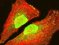 Immunofluorescence
