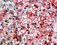 Wnt signaling
