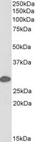 EB07061-B 1