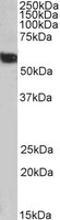 EB06442-B 1