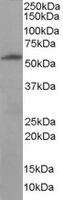 EB06443-T 1