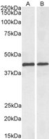 EB09741-B 1