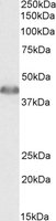 EB09740 1