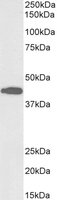 EB09740-B 1