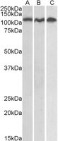 EB05382-T 2