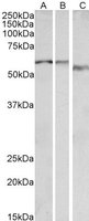 EB11919 1