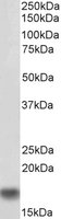 EB05419-B 1