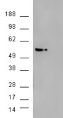 EB06562-T 2