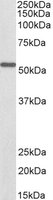 EB10437-B 1