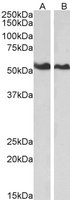 EB05307 1