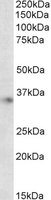 EB06690-T 1
