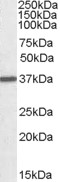 EB06795 1