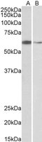 EB05813 1
