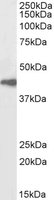 EB06745-B 1