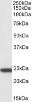 EB05291-B 1