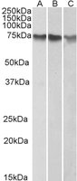 EB05198-T 2