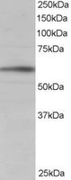 EB05177 1