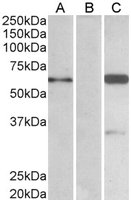EB05175 1