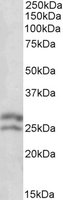 EB06444-T 1