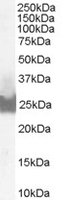 EB06713-T 1