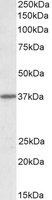 EB10245 1