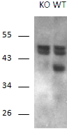 EB10693 1