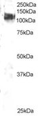 EB05288-T 1