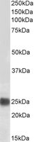 EB06957-B 1