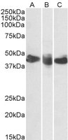 EB12536 1