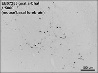 EB07255-T 2