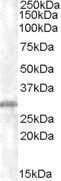 EB06716 1
