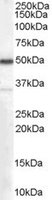 EB07271-T 1