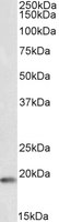 EB10236-B 1