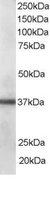 EB06229 1