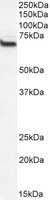 EB06339-B 1