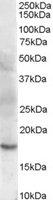 EB06889-T 1