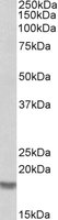 EB06889-T 2