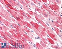 EB06889-T 4