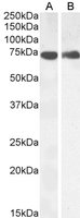 EB05285-T 2