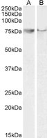 EB05286-T 1