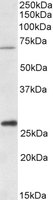 EB09736 1