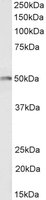 EB05118-B 1
