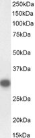 EB06849-B 1