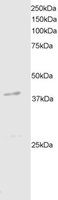 EB05275 2