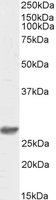 EB09917-B 1