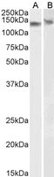 EB05033-T 2