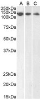 EB05033-T 1