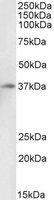 EB06940-B 1