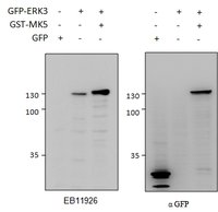 EB11926 1