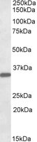 EB09652 1